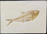 Diplomystus Fossil Fish - Wyoming #41132-1